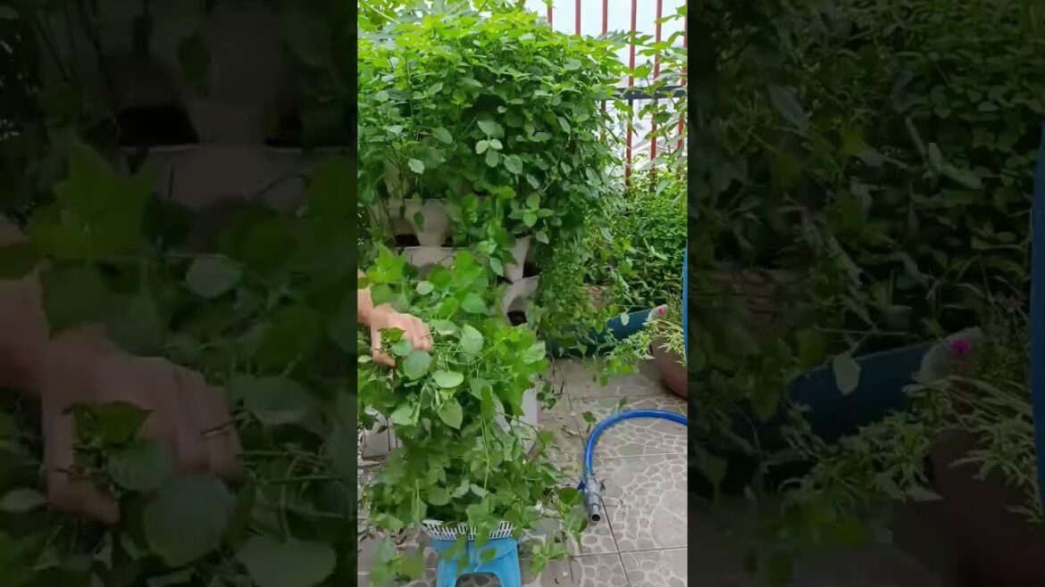 Rau ngót nhật. #garden #vegetable #gardening