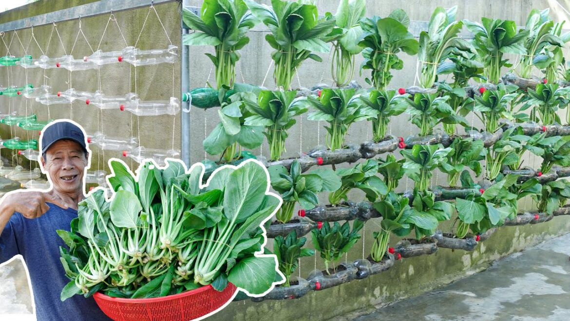 No Garden Needed – Turn Plastic Bottles Into Super Creative Clean Vegetable Garden No Garden Needed - Turn Plastic Bottles Into Super Creative Clean Vegetable Garden