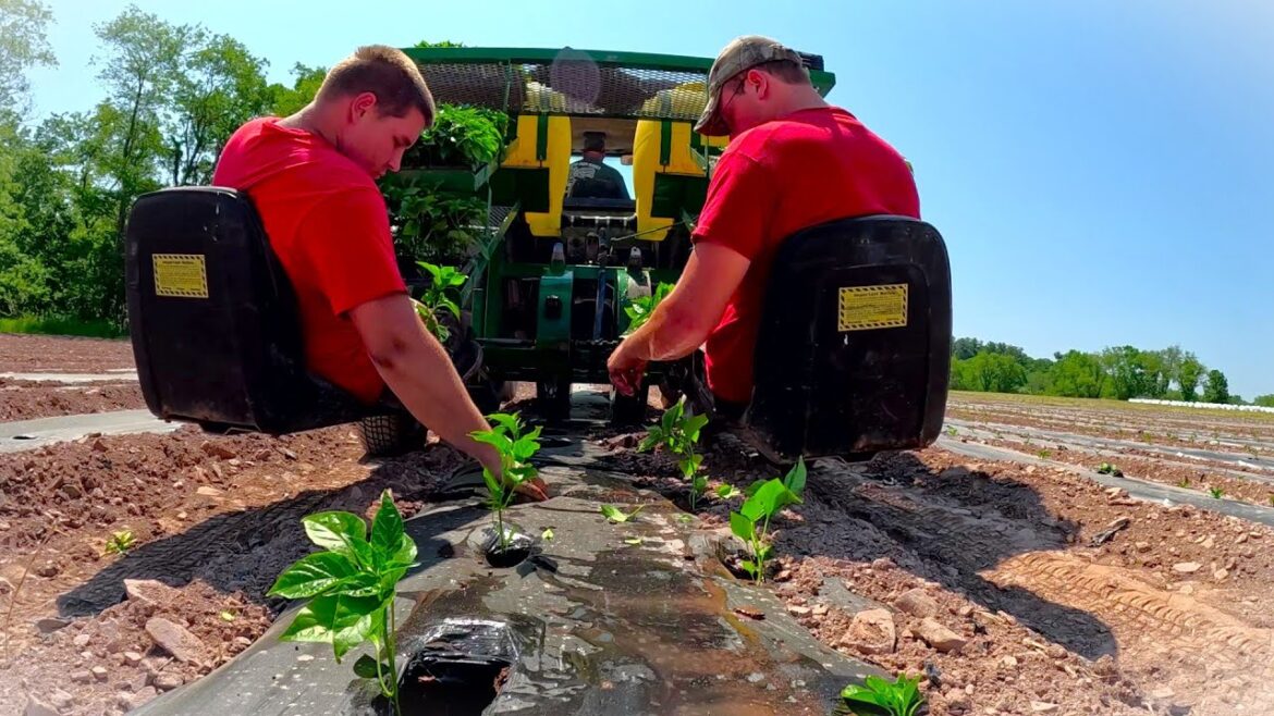 PLANTING OUR VEGETABLES IN A DROUGHT PLANTING OUR VEGETABLES IN A DROUGHT