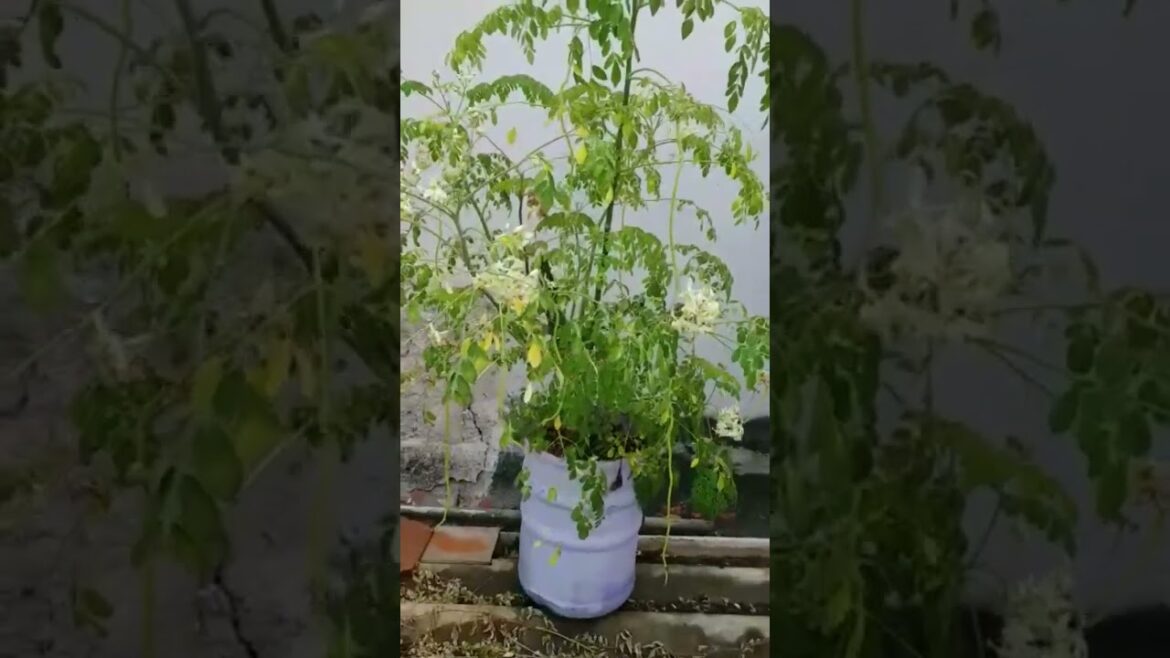 Drumstick in terrace garden. #vegetable #garden #growingvegetable #tamil #murungai #gardeninglovers