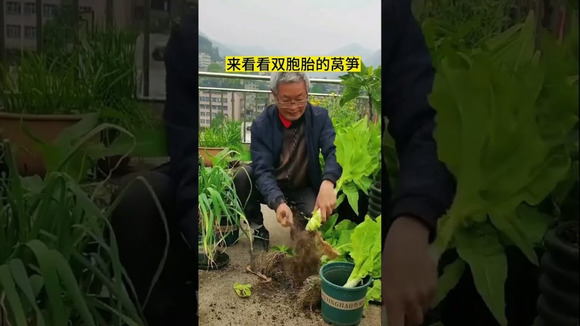 gardening ideas for home/ Inspiring vegetable /plants