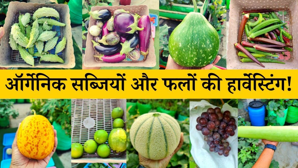 फ्रेश ऑर्गेनिक सब्जियों और फलों की हार्वेस्टिंग! Harvesting Fruits And Vegetables In Terrace Garden फ्रेश ऑर्गेनिक सब्जियों और फलों की हार्वेस्टिंग! Harvesting Fruits And Vegetables In Terrace Garden