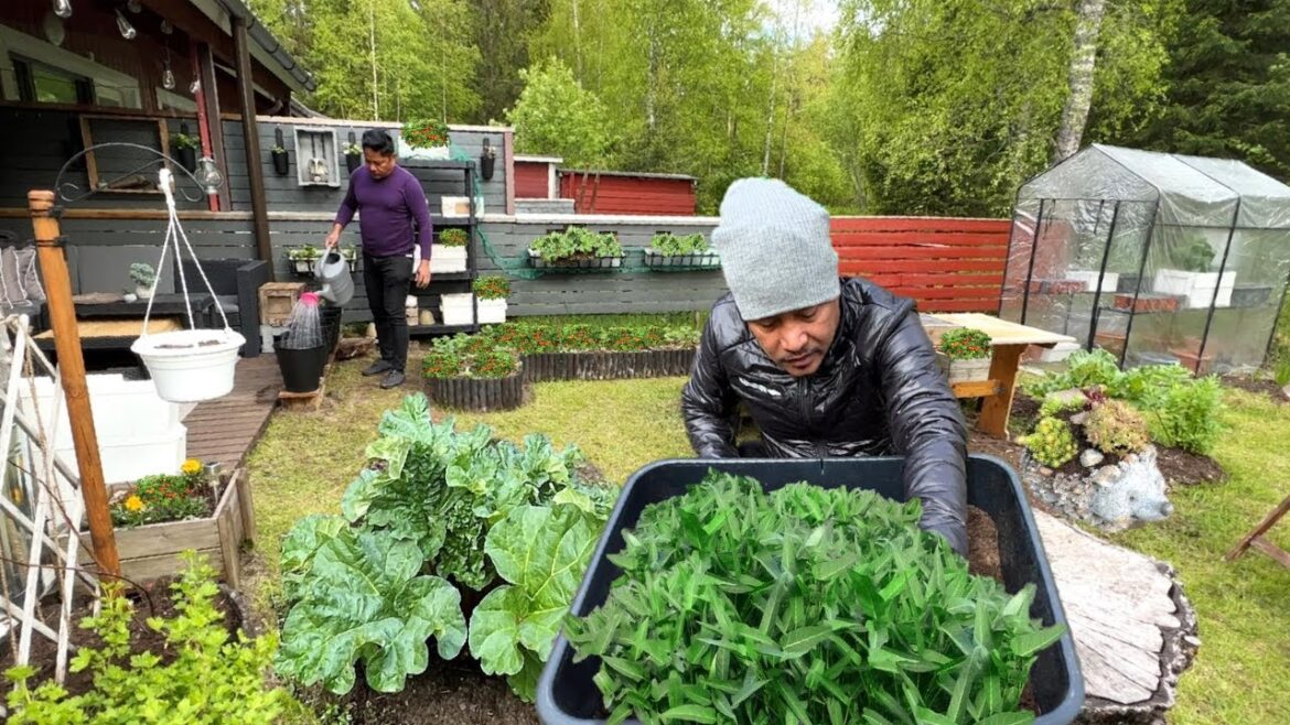 JACKPOT!!! BASURA SA KANILA!!! GRASYA SAKING GULAYAN!!! MASAYA!!! Vegetable Gardening. Garden.