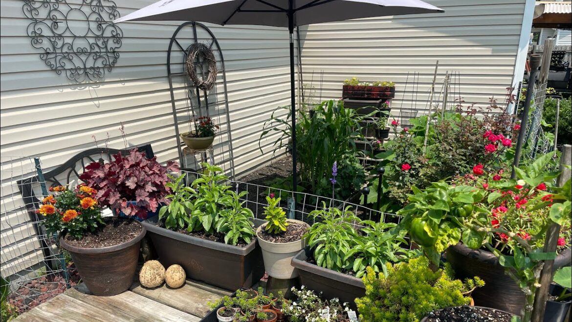 Late Spring Backyard Abundant Vegetable Kitchen Garden Late Spring Backyard Abundant Vegetable Kitchen Garden