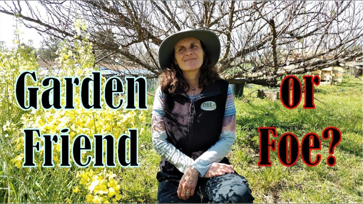 Bugs and mushrooms in the vegetable garden. Are they good or bad?