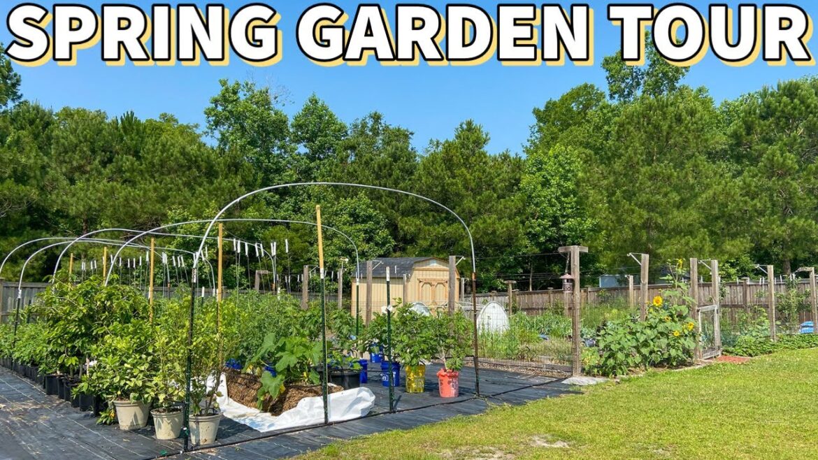MASSIVE Spring GARDEN TOUR: You Won’t Believe The Growth! MASSIVE Spring GARDEN TOUR: You Won't Believe The Growth!