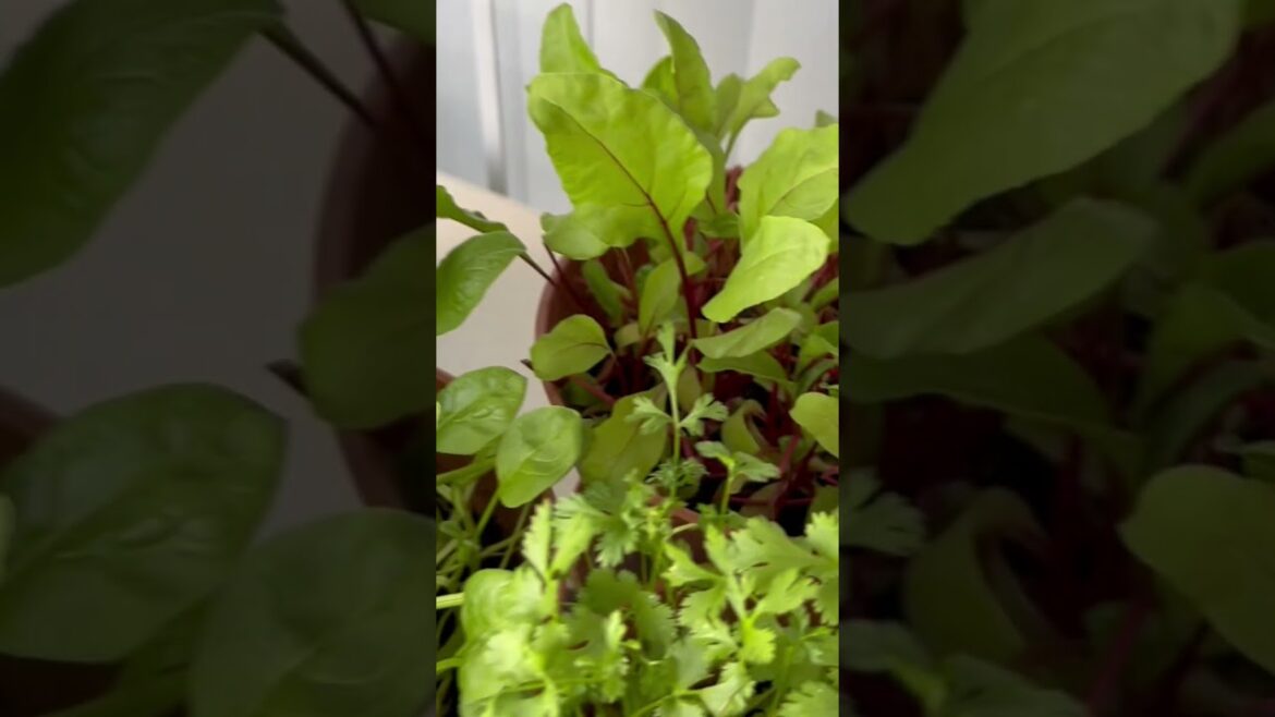 Beetroot, Spinach, Coriander, Mint, Scallions. USA Vegetable Gardening