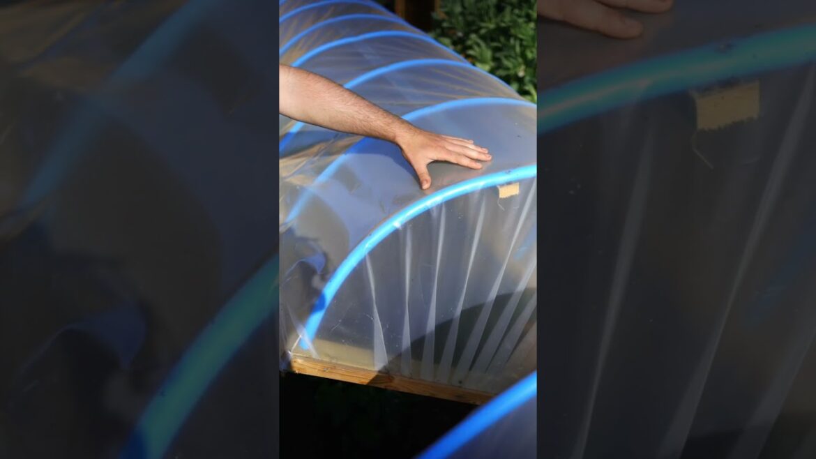 Easy DIY Mini-Hoophouse for Growing Vegetables #shorts Easy DIY Mini-Hoophouse for Growing Vegetables #shorts