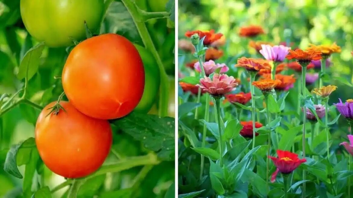 From Bloom to Bounty: Flowers That Double Your Vegetable Garden Productivity From Bloom to Bounty: Flowers That Double Your Vegetable Garden Productivity