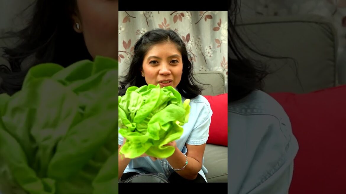 Dirt Cheap: Growing vegetables from the produce aisle in your garden Dirt Cheap: Growing vegetables from the produce aisle in your garden