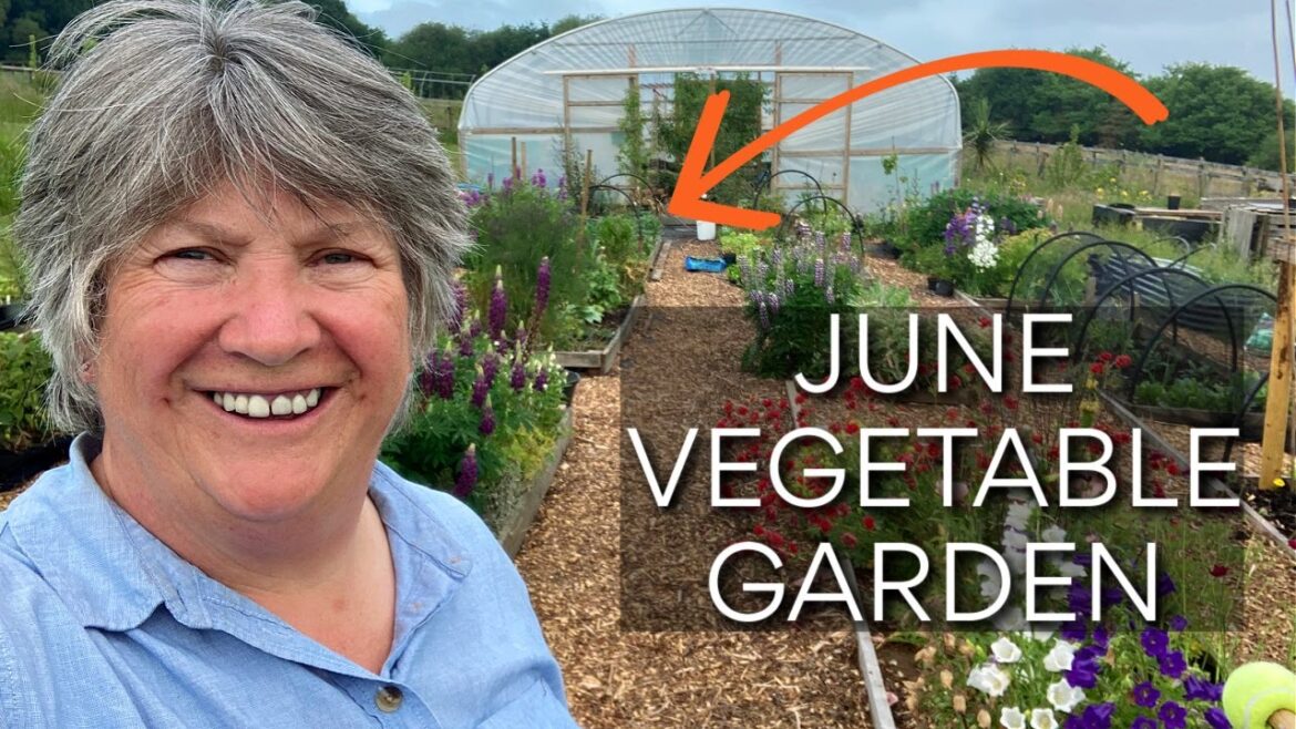 All the Vegetables in Kitchen Garden in June | Veg Garden Tour All the Vegetables in Kitchen Garden in June | Veg Garden Tour