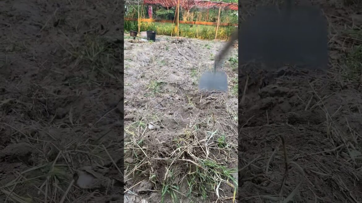 Vegetable Gardening #viralvideo #asmr #trendingshorts #shorts