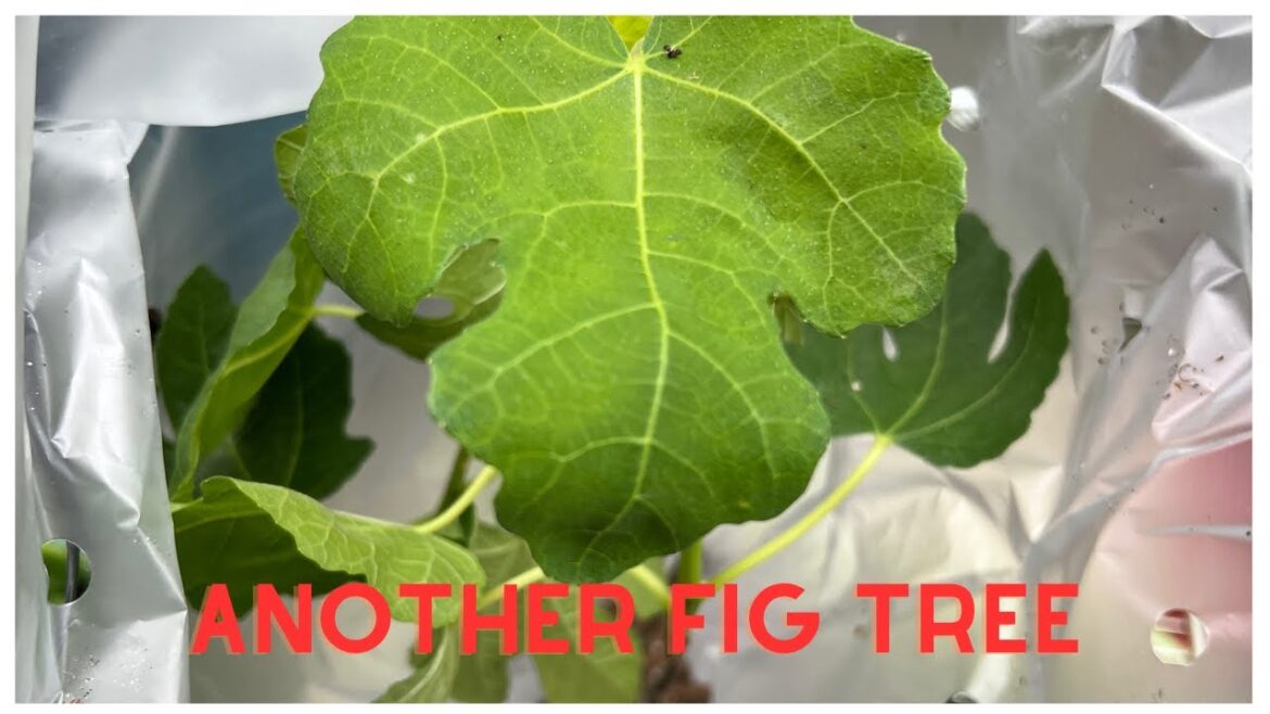 Another Fig Tree//For My Container Vegetable Garden//Y23-62 Another Fig Tree//For My Container Vegetable Garden//Y23-62