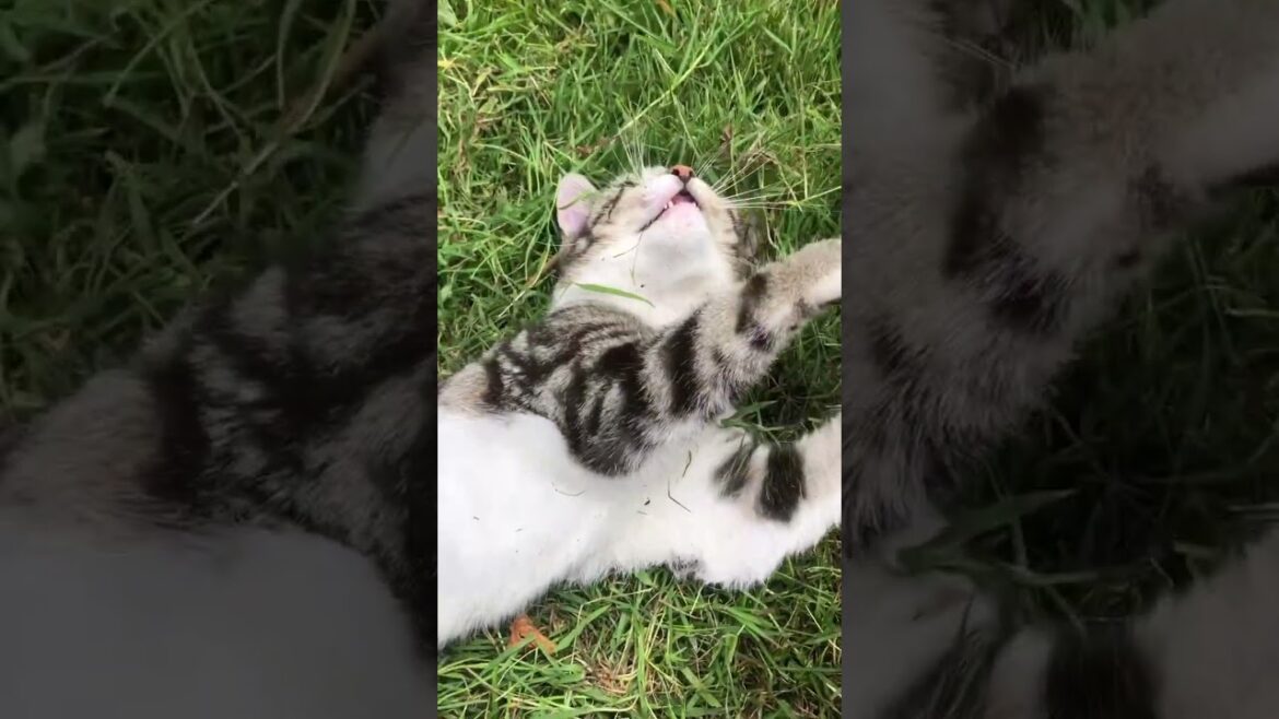 Working in the regenerative vegetable garden and exploring the Irish nature #ireland #garden #nature