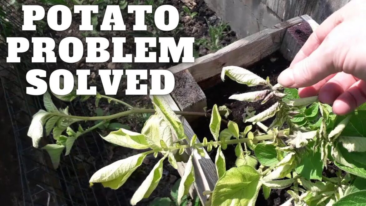 Potato Problem Solved [Gardening Allotment UK] [Grow Vegetables At Home ]