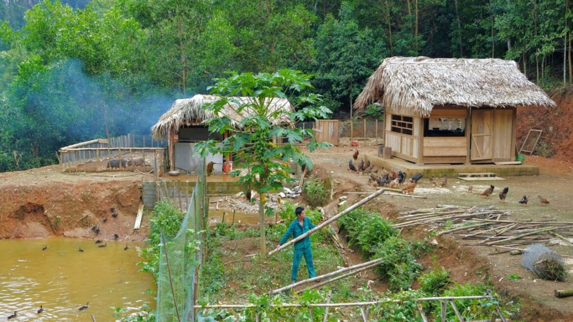 Renovate the vegetable garden, take care of the pig about to give birth, farm life, Day 170