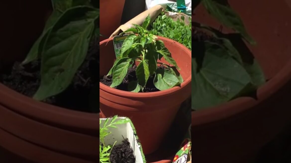 20 Vegetables you can start growing in April. USA Vegetable Gardening . Link in comments.