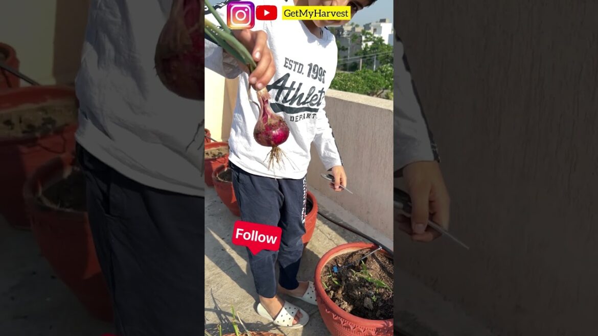 Harvest from third floor terrace garden | गर्मी की सब्जी की फसल #shorts