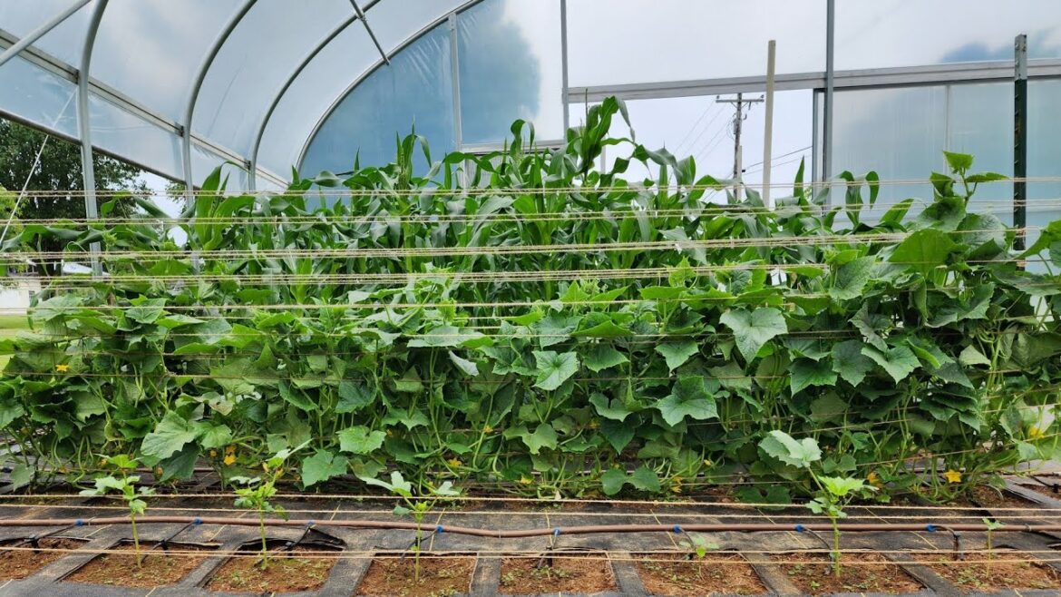 How To Make DIY Vegetable Garden Trellis