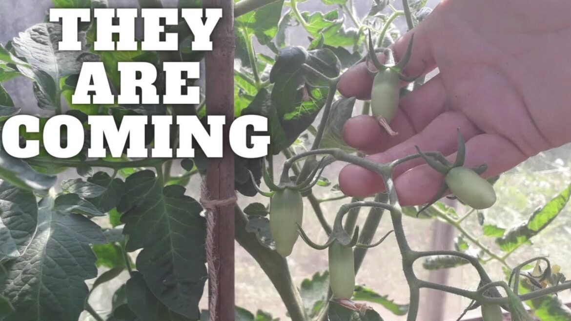 They Are Coming [Gardening Allotment UK] [Grow Vegetables At Home ]