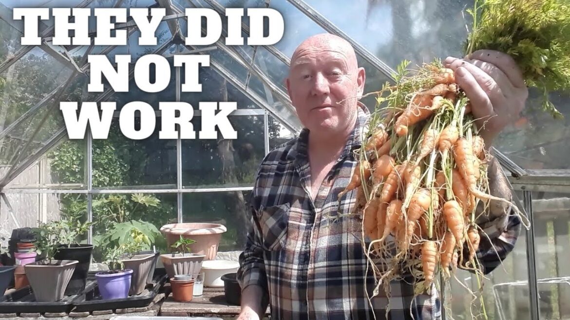 It Did Not Work [Gardening Allotment UK] [Grow Vegetables At Home ]