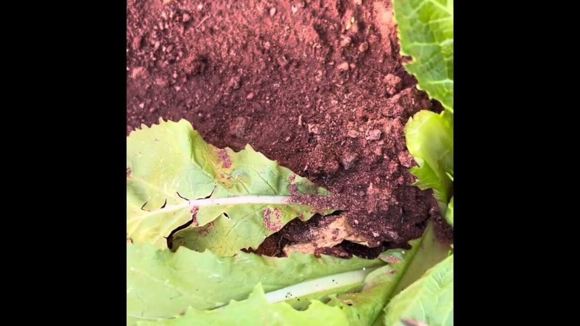 Battling depression caused  by grief and I made a vegetable garden for myself ❤️