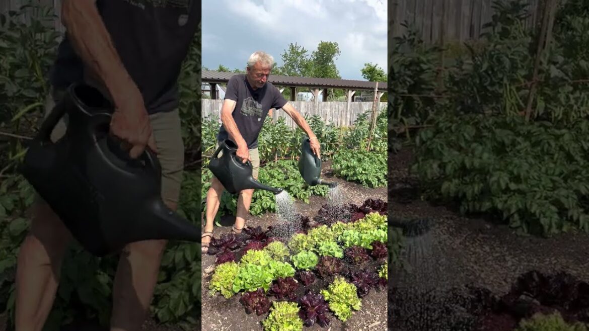 Watering in sunny weather according to the needs of each vegetable Watering in sunny weather according to the needs of each vegetable