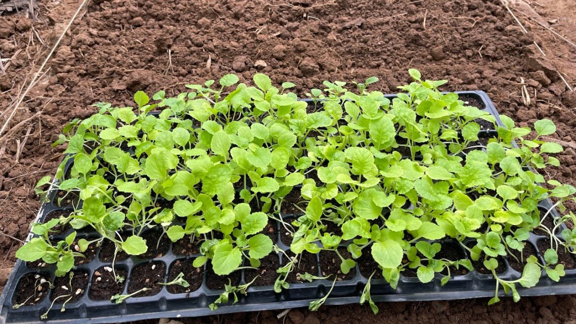 How to Grow vegetable garden, gardening, grow Curly Cabbage.