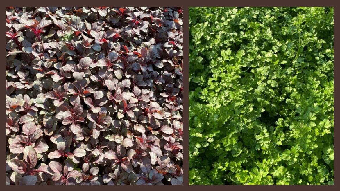 Shoker Bagan 2023 | My Dream Vegetable Garden Tour in USA |