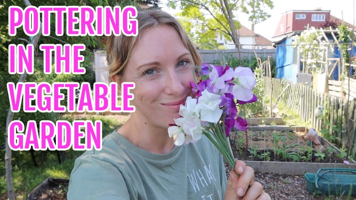 POTTERING IN THE VEGETABLE GARDEN / ALLOTMENT GARDENING FOR BEGINNERS POTTERING IN THE VEGETABLE GARDEN / ALLOTMENT GARDENING FOR BEGINNERS