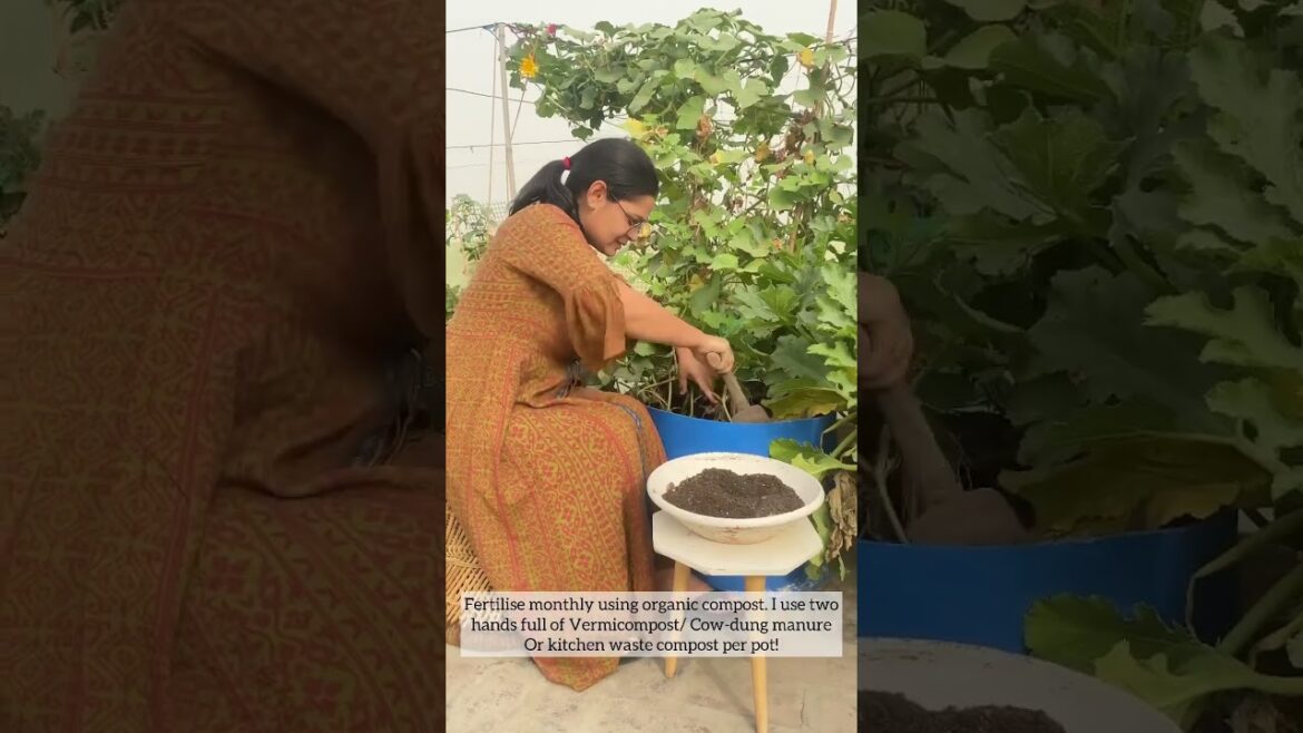 What worked for me in my summer vegetable garden #organicgardening