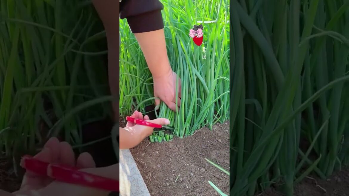 gardening ideas for home/ Inspiring vegetable /plants