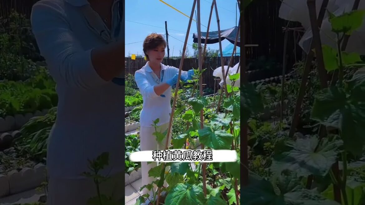 gardening ideas for home/ Inspiring vegetable /plants