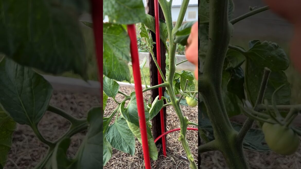 If you grow indeterminate tomatoes, you may need to cut off the suckers! #shorts