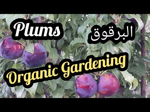 Plum – البرقوق vegetable Garden Plum - البرقوق vegetable Garden