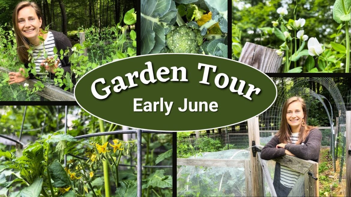 Full Vegetable Garden Tour | 2023 Tour #5 | Early June Full Vegetable Garden Tour | 2023 Tour #5 | Early June