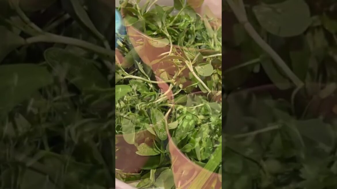 First Harvest of the Season . USA vegetable Gardening . Link in comments