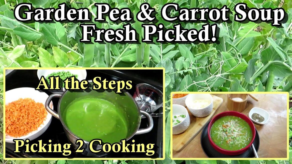 How to Make Garden Pea & Carrot Soup from Fresh Picked Vegetables: Homestead Garden Cooking How to Make Garden Pea & Carrot Soup from Fresh Picked Vegetables: Homestead Garden Cooking