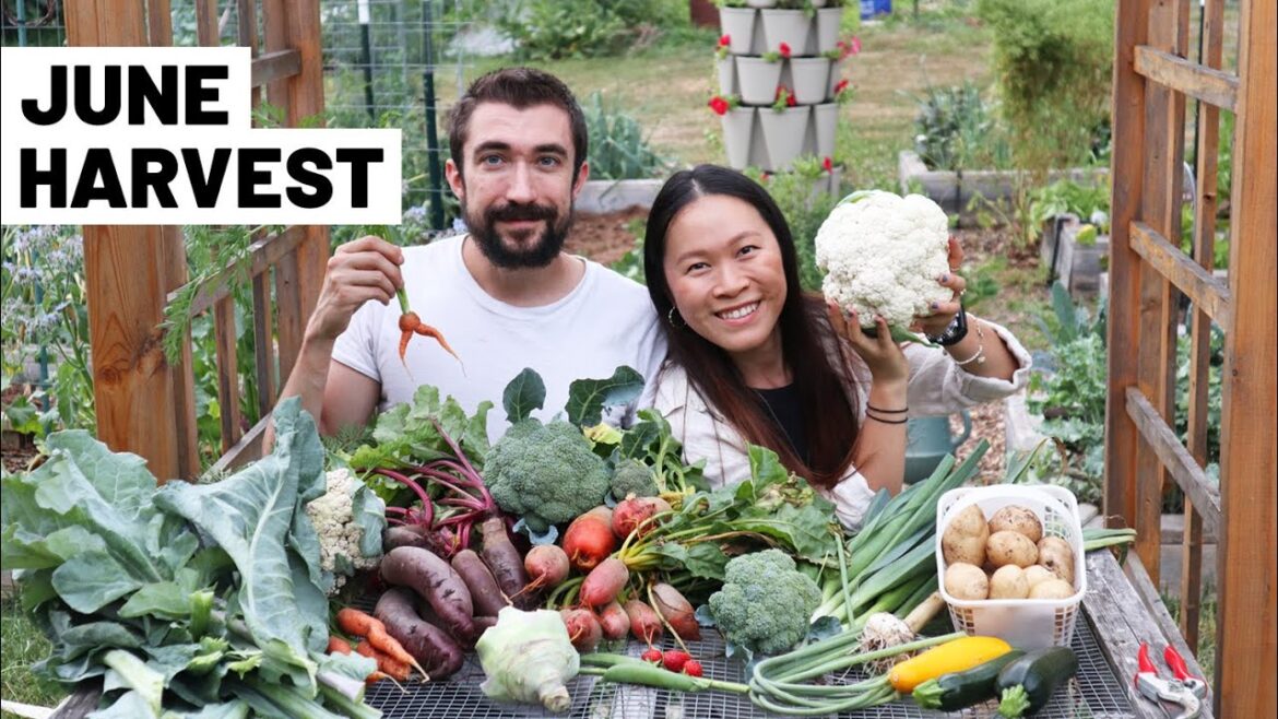 Harvesting SO MANY THINGS from the June vegetable garden!! Broccoli, cauli, potatoes, and more! Harvesting SO MANY THINGS from the June vegetable garden!! Broccoli, cauli, potatoes, and more!