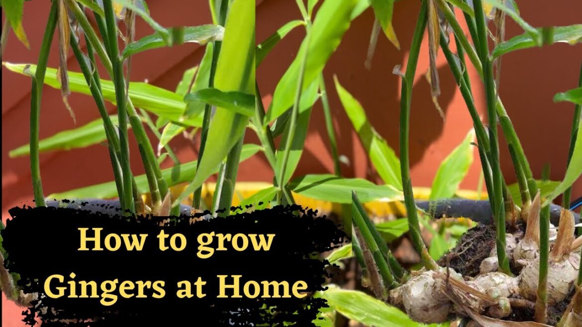 How to grow Ginger at home in pots || Vegetable gardening for beginners@BackyardGardeningbySwati How to grow Ginger at home in pots || Vegetable gardening for beginners@BackyardGardeningbySwati
