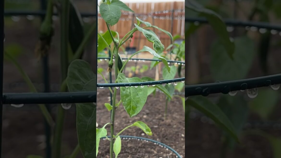 Start a Vegetable Garden