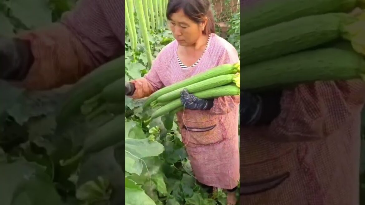 Organic Sponge gourd farming! #vegetables #organicgardening