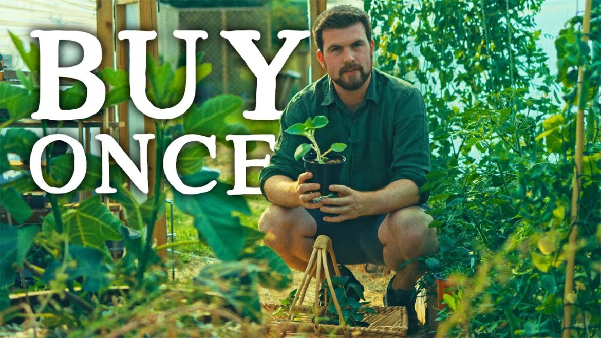 Crops to Plant Once & NEVER Buy Again | Huw’s Garden Diaries Crops to Plant Once & NEVER Buy Again | Huw's Garden Diaries