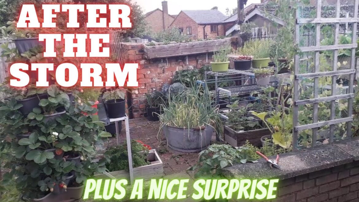 After The Storm [Gardening Allotment UK] [Grow Vegetables At Home ]