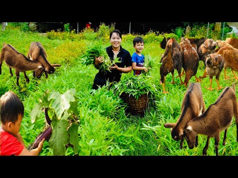 Harvest Vegetable Garden want, Take care of eggplant – go to the market sell/ Simple Life DH Harvest Vegetable Garden want, Take care of eggplant - go to the market sell/ Simple Life DH