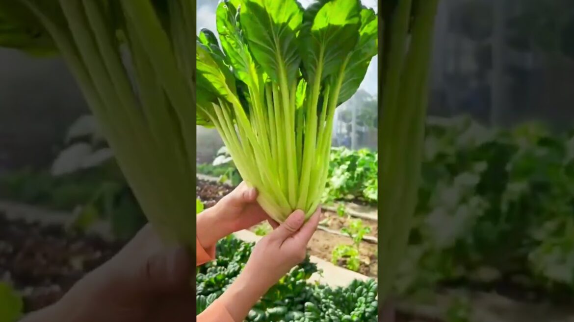 Organic Gardening at Home #shots #gardening