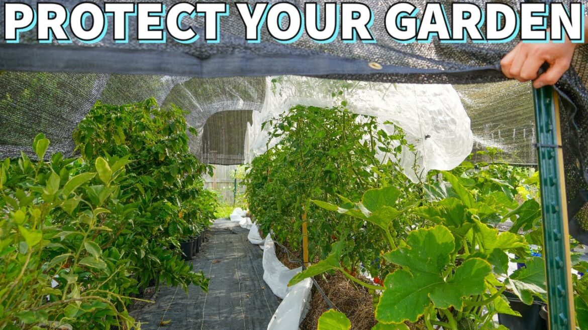 My SECRET WEAPON For Gardening In HEAT WAVES And Drought My SECRET WEAPON For Gardening In HEAT WAVES And Drought