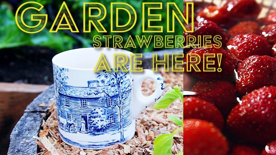 Its Time To Make Strawberry Honey Jam | Vegetable Garden tour and Rhubarb harvest. Its Time To Make Strawberry Honey Jam | Vegetable Garden tour and Rhubarb harvest.