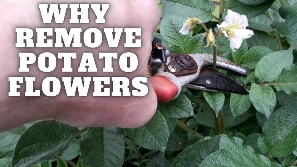 Why Remove Flowers From Potatoes [Gardening Allotment UK] [Grow Vegetables At Home ]
