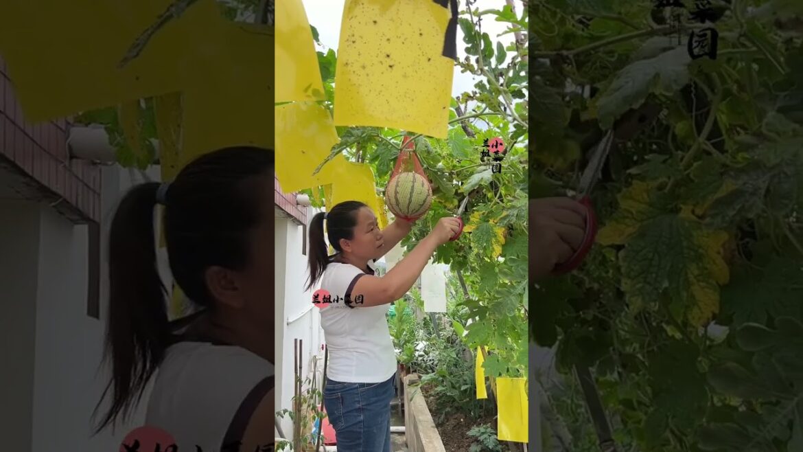 Tips growth Vegetables/organic garden Tips growth Vegetables/organic garden